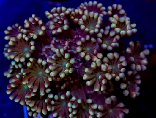 Alveopora Koralle: Ein Blick in die faszinierende Welt dieser Meeresjuwelen - Alveopora Koralle: Ein Blick in die faszinierende Welt dieser Meeresjuwelen