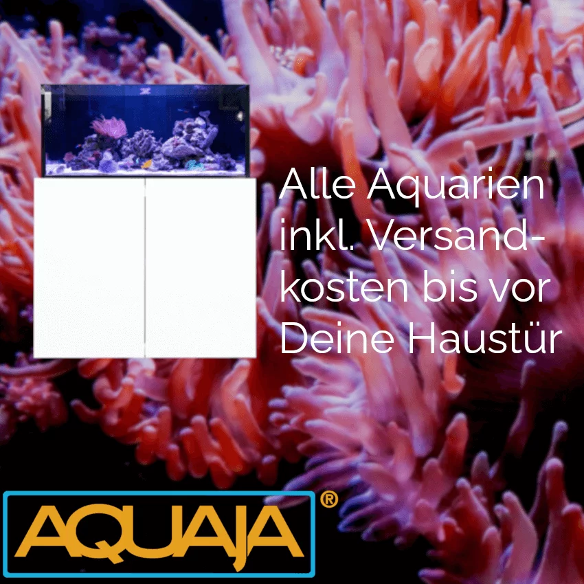 Aquaja Aquarium Meerwasser