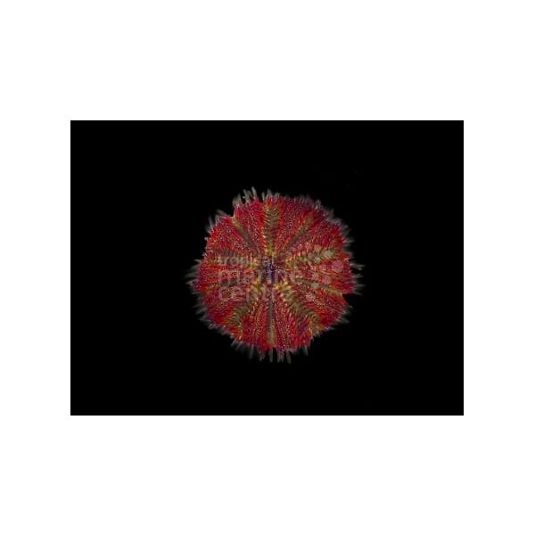 Seeigel Salmacis belli-Seeigel