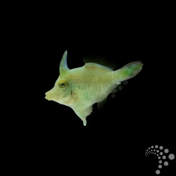 Feilenfisch Acreichthys tomentosus-Seegras-Feilenfisch (med)