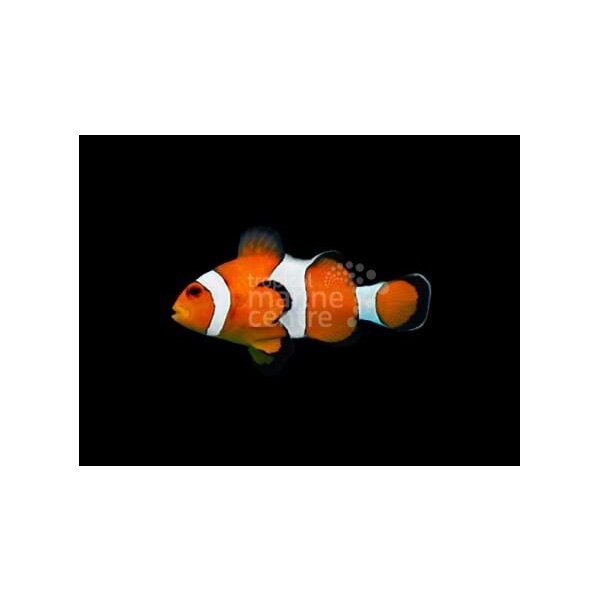 Anemonenfisch Amphiprion ocellaris-Clown Anemonenfisch–Zucht orange ( sm )