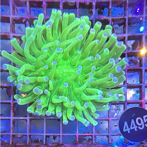 Heliofungia actiniformis-Anemonen Pilzkoralle