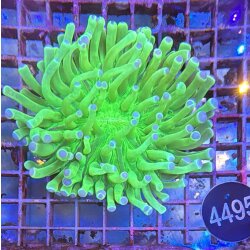 Heliofungia actiniformis-Anemonen Pilzkoralle