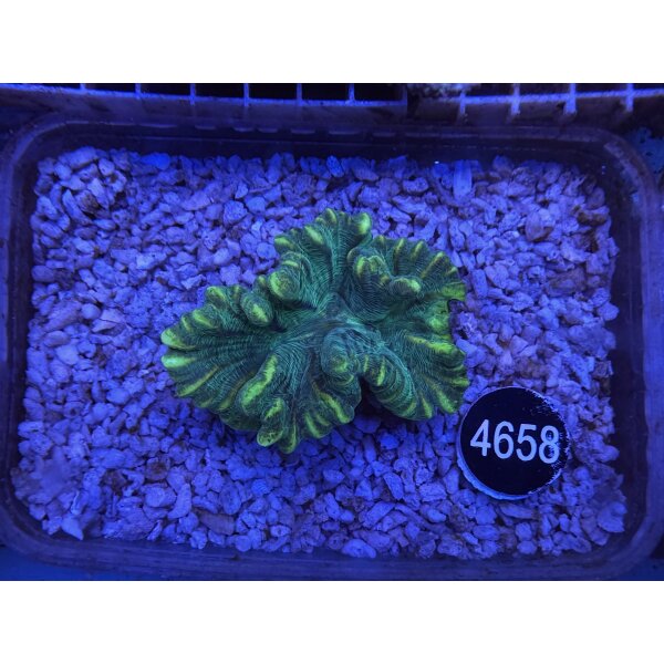 Pectina alcicornis Kamm-Koralle