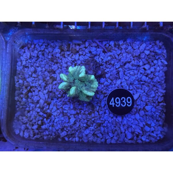 Pectina alcicornis Kamm-Koralle