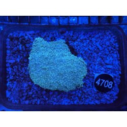 Tubipora musica Orgelkoralle