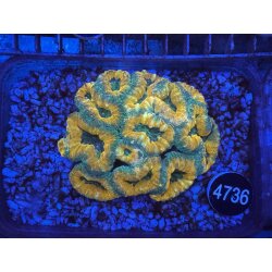 Symphyllia sp. Gro&szlig;polypige Steinkoralle