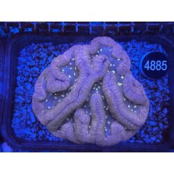 Symphyllia sp. Gro&szlig;polypige Steinkoralle