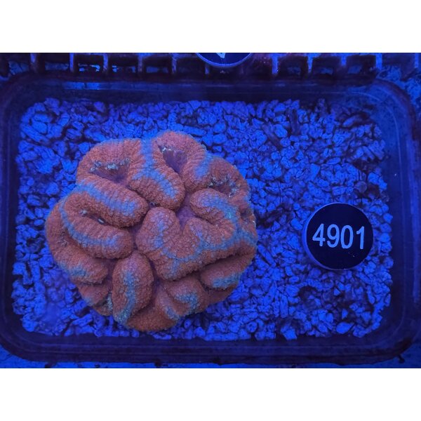 Symphyllia sp. Großpolypige Steinkoralle