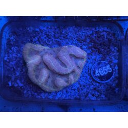 Symphyllia sp. Gro&szlig;polypige Steinkoralle