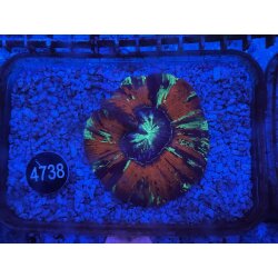 Trachyphyllia geoffroyi Wulstkoralle