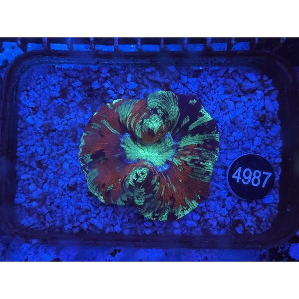 Trachyphyllia geoffroyi Wulstkoralle