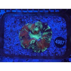 Trachyphyllia geoffroyi Wulstkoralle