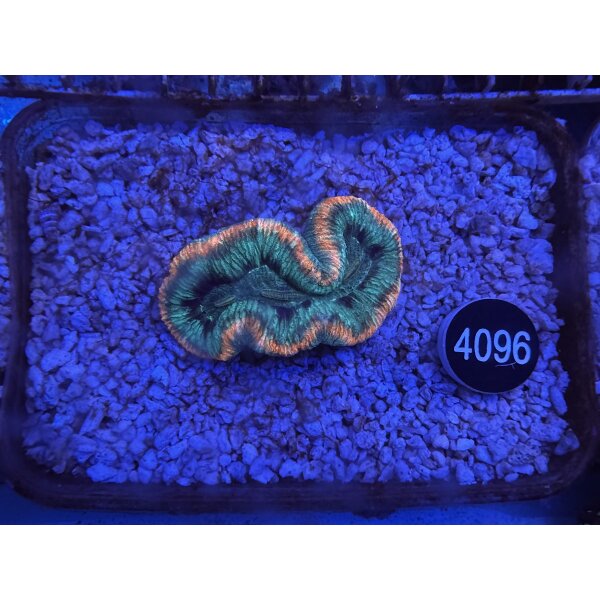 Trachyphyllia geoffroyi Wulstkoralle