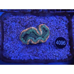 Trachyphyllia geoffroyi Wulstkoralle