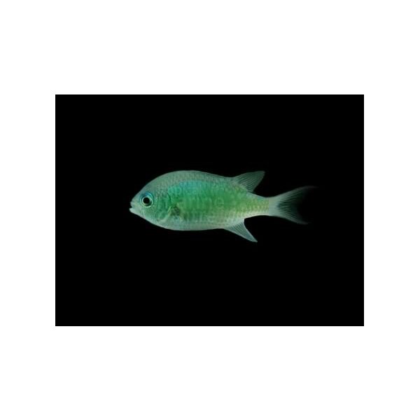 Riffbarsch Chromis viridis-Blau-Grünes Schwalbenschwänzchen ( sm/med )