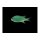 Riffbarsch Chromis viridis-Blau-Grünes Schwalbenschwänzchen ( sm/med )