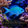 Riffbarsch Chromis viridis-Blau-Grünes Schwalbenschwänzchen ( sm/med )