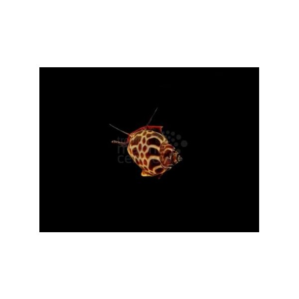Schnecke Babylonia formosae Schnecke - Orange marmoriert