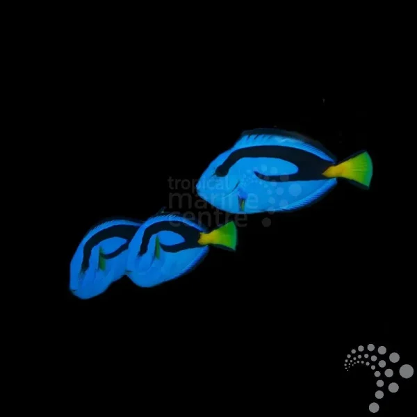 Doktorfisch Paracanthurus hepatus Paletten Doktorfisch ( med-lg )
