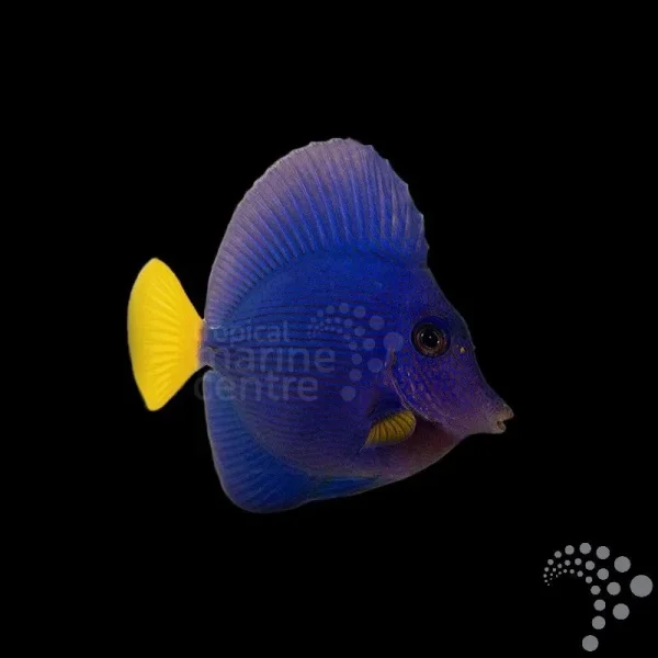 Doktorfisch Zebrasoma xanthurum-Rotmeer Doktorfisch ( med )