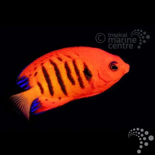 Zwergkaiserfisch Centropyge loriculus-Flammen-Zwergkaiserfisch ( med )