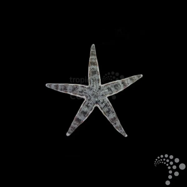 Seestern Archaster angulatus-Grabender Seestern
