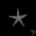 Seestern Archaster angulatus-Grabender Seestern