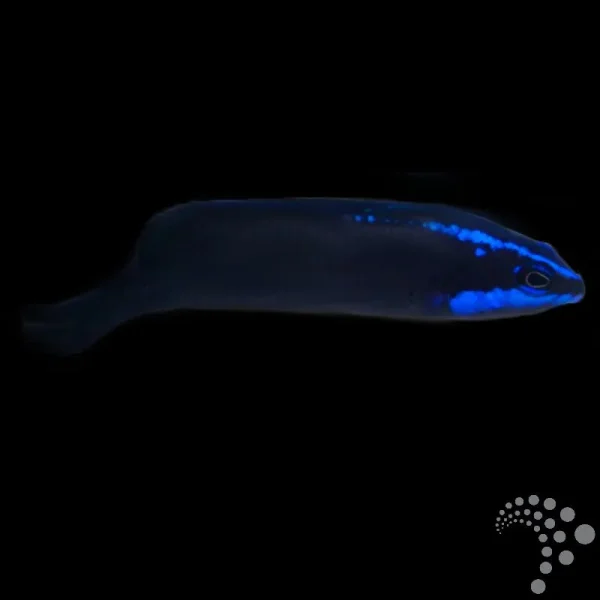 Zwergbarsch Pseudochromis springeri-Springers Zwergbarsch-Nachzucht