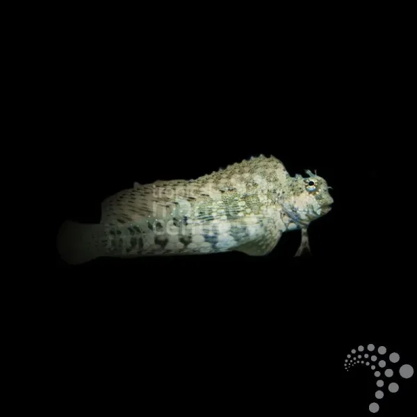 Schleimfisch Salarias fasciatus Juwelen-Felsenhüpfer