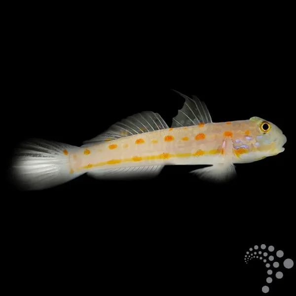 Grundel Valenciennea puellaris-Maiden Schläfergrundel