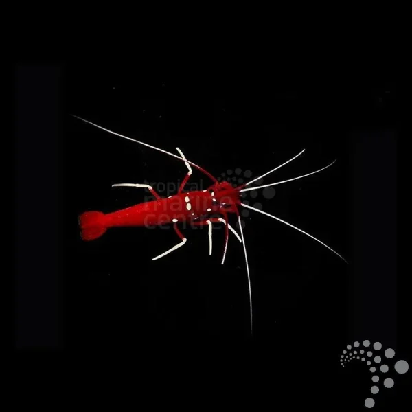 Garnele Lysmata debelius-Kardinalsgarnele