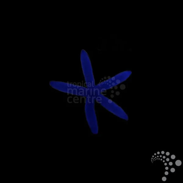 Seestern Linckia laevigata-Blauer Seestern