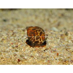 Schnecke Babylonia spirata-Babylonischer Turm