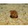 Schnecke Babylonia spirata-Babylonischer Turm