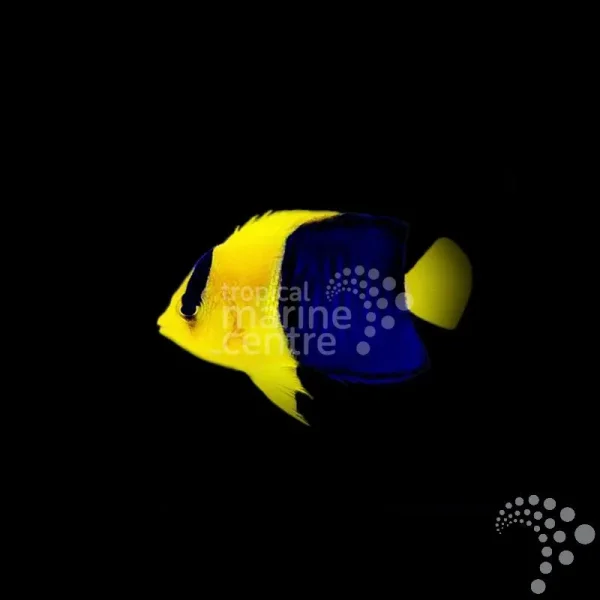 Zwergkaiserfisch Centropyge bicolor-Blaugelber Zwergkaiserfisch