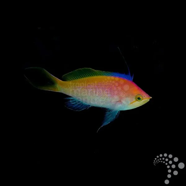 Fahnenbarsch Pseudanthias bartlettorum - Bartletts Fahnenbarsch (med)