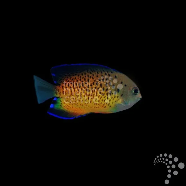 Zwergkaiserfisch Centropyge ferrugata-Rotbrauner Zwergkaiserfisch