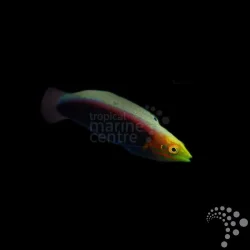Lippfisch Halichoeres iridis-Gelbkopfjunker