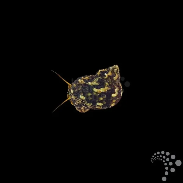 Schnecke Turbo setosus-Raue Turbanschnecke