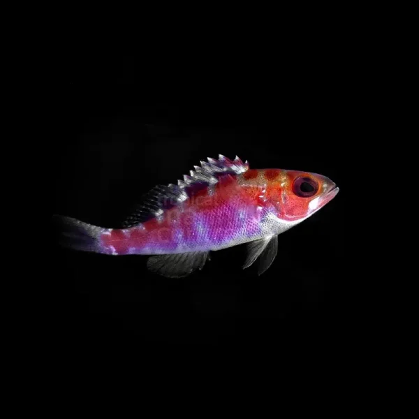 Barsch Serranus tortugarum-Tabakbarsch