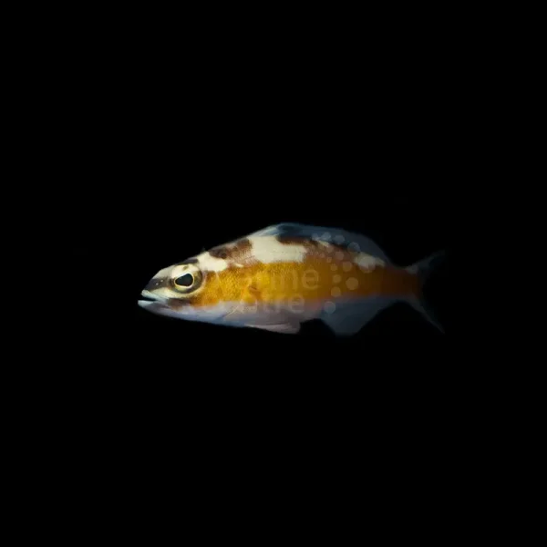 Barsch Serranus tabacarius-Tabak-Sägebarsch