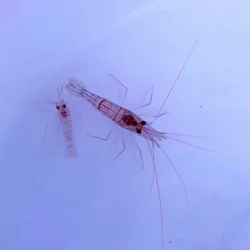 Garnele Lysmata wurdemanni-Wurdemanns Garnele,...