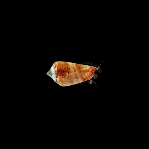 Schnecke Conomurex luhuanus-Fechterschnecke