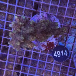 Acropora-Kleinpolypige Steinkoralle
