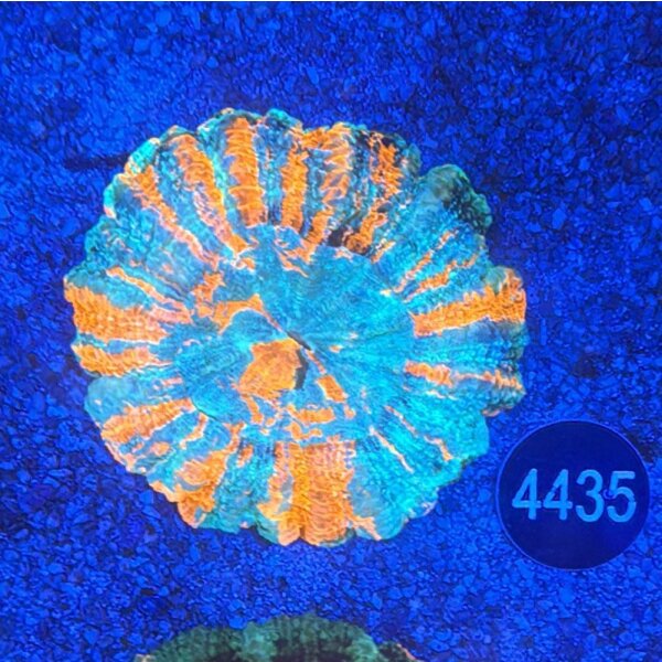 Acanthophyllia deshayesiana Großpolypige Steinkoralle