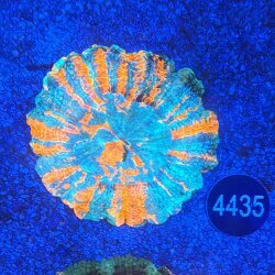 Acanthophyllia deshayesiana Großpolypige Steinkoralle