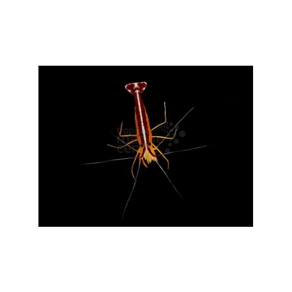 Garnele Lysmata amboinensis-Weißband Putzergarnele ( med )
