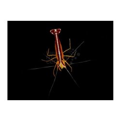 Garnele Lysmata amboinensis-Wei&szlig;band Putzergarnele...