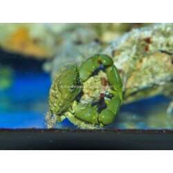 Krabbe Mithraculus sculptus-Gr&uuml;ne Spinnenkrabbe